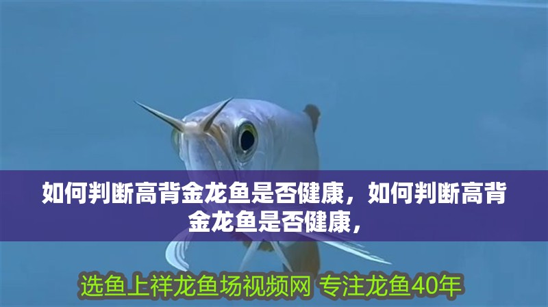 如何判斷高背金龍魚是否健康,如何判斷高背金龍魚是否健康,