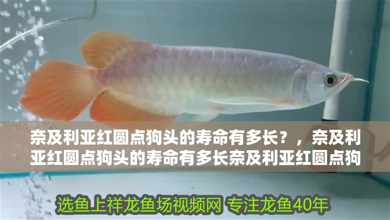 奈及利亞紅圓點狗頭的壽命有多長?,奈及利亞紅圓點狗頭的壽命有多長奈及利亞紅圓點狗頭的壽命有多長