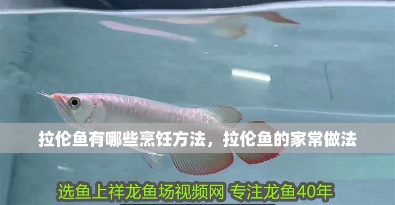 拉倫魚有哪些烹飪方法,拉倫魚的家常做法