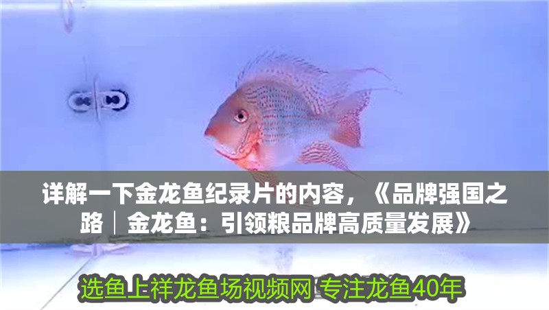 詳解一下金龍魚(yú)紀(jì)錄片的內(nèi)容，《品牌強(qiáng)國(guó)之路│金龍魚(yú)：引領(lǐng)糧品牌高質(zhì)量發(fā)展》