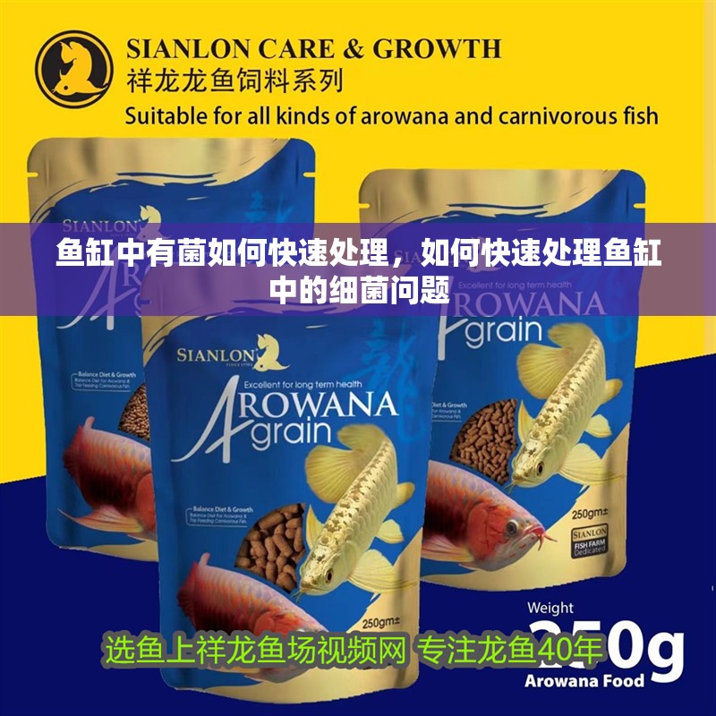 魚缸中有菌如何快速處理，如何快速處理魚缸中的細菌問題