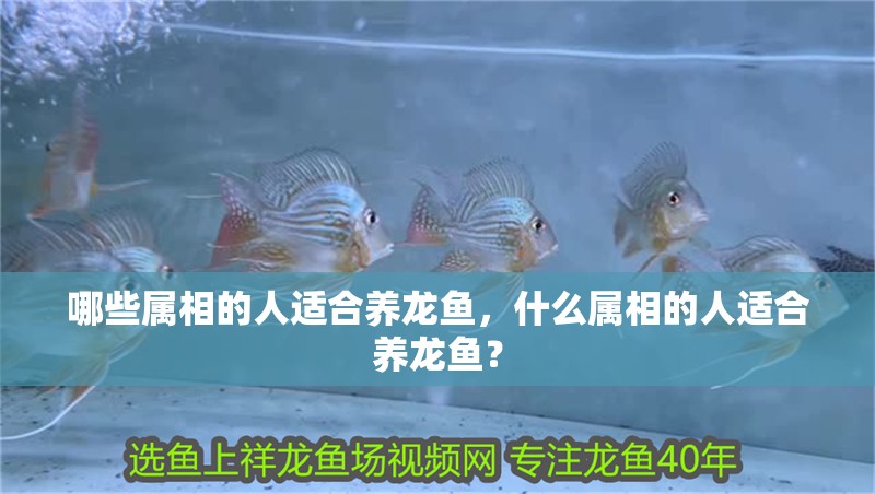 哪些屬相的人適合養龍魚，什么屬相的人適合養龍魚？