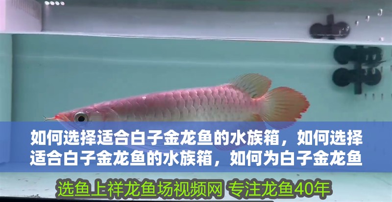 如何選擇適合白子金龍魚的水族箱，如何選擇適合白子金龍魚的水族箱，如何為白子金龍魚選擇合適的燈光？