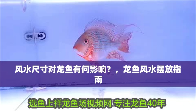 風水尺寸對龍魚有何影響？，龍魚風水擺放指南