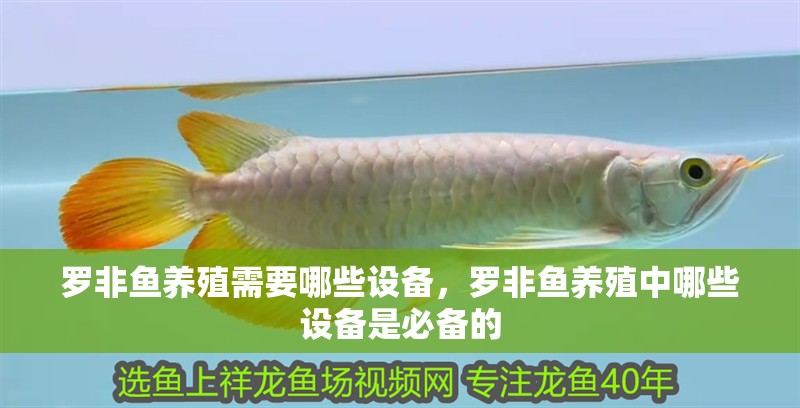 羅非魚養(yǎng)殖需要哪些設備,羅非魚養(yǎng)殖中哪些設備是必備的