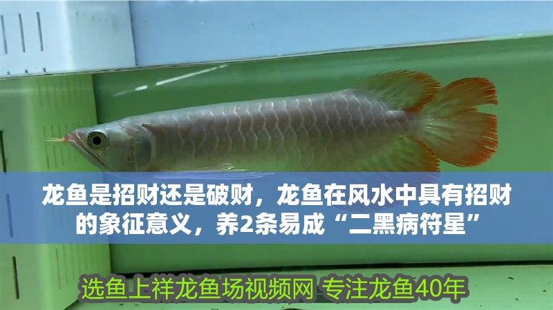龍魚是招財還是破財,龍魚在風水中具有招財的象征意義,養2條易成“二黑病符星”