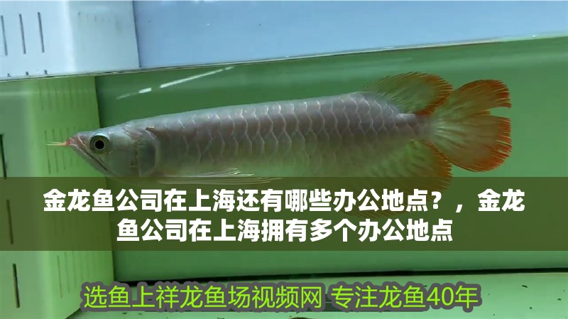 金龍魚公司在上海還有哪些辦公地點?,金龍魚公司在上海擁有多個辦公地點