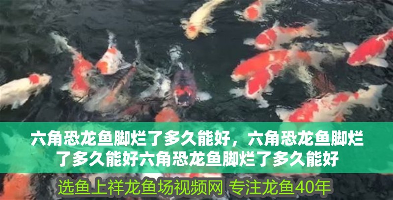 六角恐龍魚腳爛了多久能好，六角恐龍魚腳爛了多久能好六角恐龍魚腳爛了多久能好