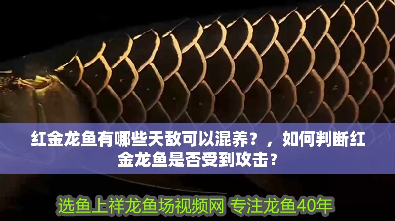 紅金龍魚有哪些天敵可以混養？，如何判斷紅金龍魚是否受到攻擊？