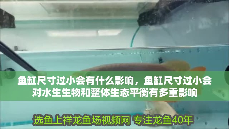 魚缸尺寸過小會有什么影響,魚缸尺寸過小會對水生生物和整體生態(tài)平衡有多重影響