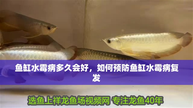 魚缸水霉病多久會好，如何預防魚缸水霉病復發