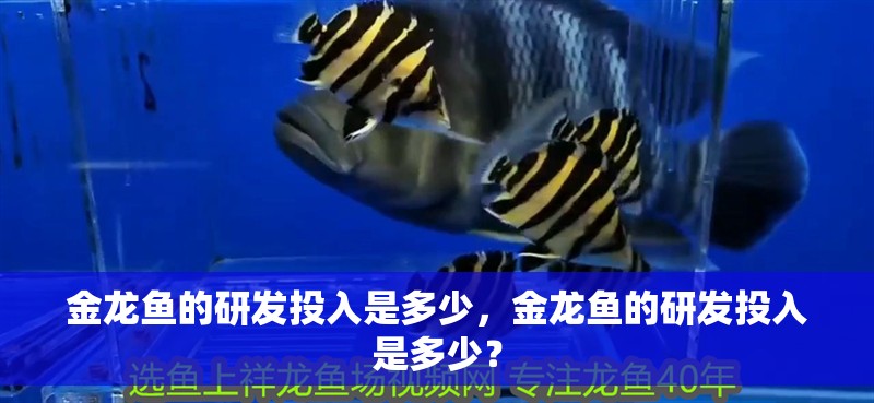 金龍魚的研發(fā)投入是多少，金龍魚的研發(fā)投入是多少？