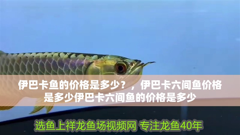 伊巴卡魚的價格是多少？，伊巴卡六間魚價格是多少伊巴卡六間魚的價格是多少
