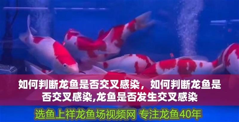 如何判斷龍魚(yú)是否交叉感染，如何判斷龍魚(yú)是否交叉感染,龍魚(yú)是否發(fā)生交叉感染