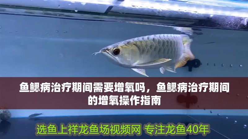 魚鰓病治療期間需要增氧嗎，魚鰓病治療期間的增氧操作指南