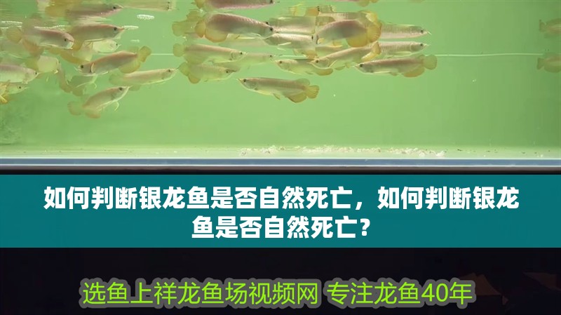 如何判斷銀龍魚是否自然死亡，如何判斷銀龍魚是否自然死亡？