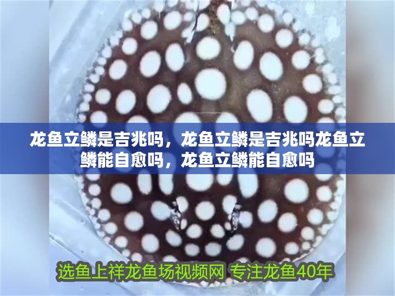 龍魚立鱗是吉兆嗎,龍魚立鱗是吉兆嗎龍魚立鱗能自愈嗎,龍魚立鱗能自愈嗎