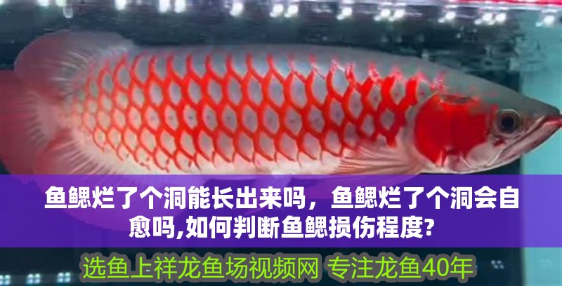 魚鰓爛了個洞能長出來嗎，魚鰓爛了個洞會自愈嗎,如何判斷魚鰓損傷程度?