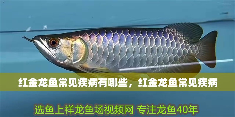 紅金龍魚常見疾病有哪些，紅金龍魚常見疾病