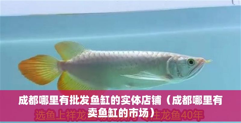 成都哪里有批發魚缸的實體店鋪（成都哪里有賣魚缸的市場）