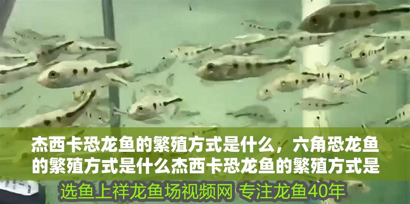 杰西卡恐龍魚的繁殖方式是什么,六角恐龍魚的繁殖方式是什么杰西卡恐龍魚的繁殖方式是什么
