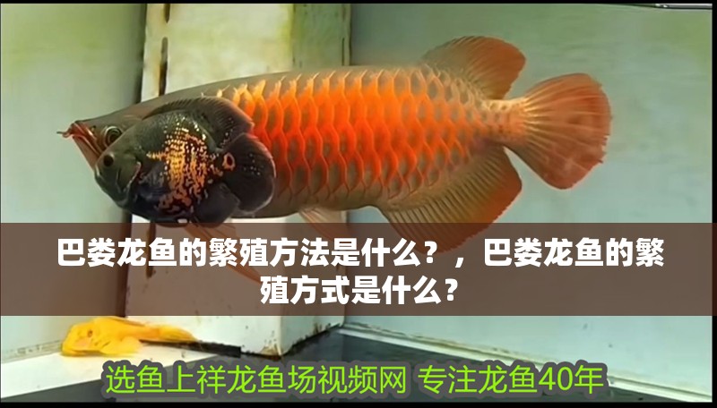 巴婁龍魚的繁殖方法是什么？，巴婁龍魚的繁殖方式是什么？