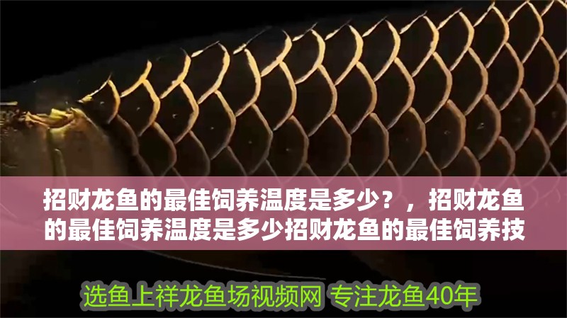 招財龍魚的最佳飼養溫度是多少?,招財龍魚的最佳飼養溫度是多少招財龍魚的最佳飼養技巧