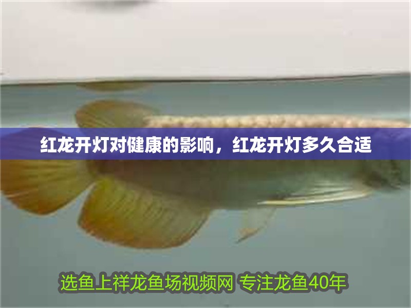 紅龍開燈對健康的影響,紅龍開燈多久合適