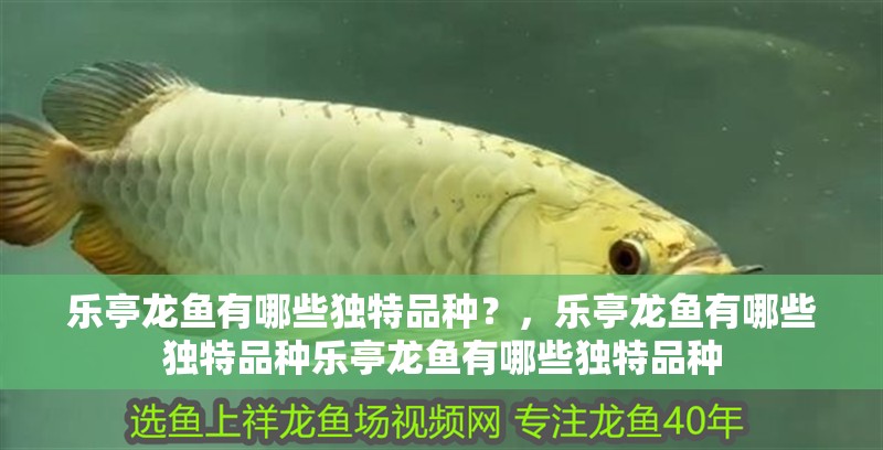 樂亭龍魚有哪些獨特品種？，樂亭龍魚有哪些獨特品種樂亭龍魚有哪些獨特品種