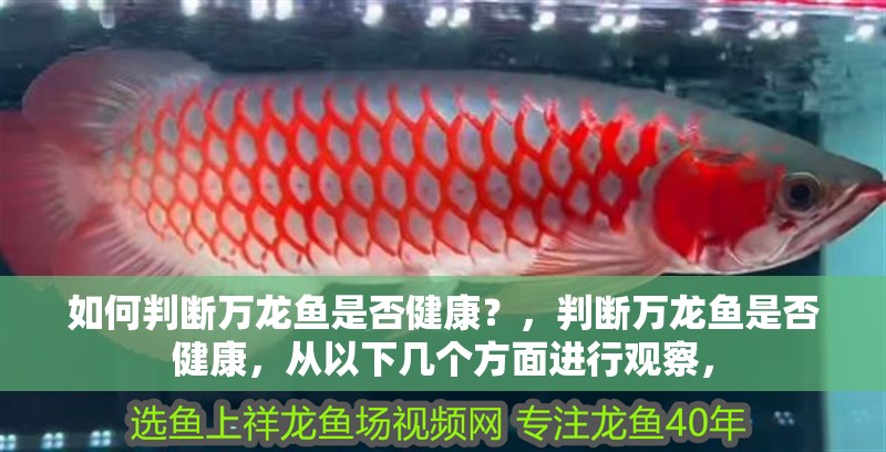 如何判斷萬龍魚是否健康？，判斷萬龍魚是否健康，從以下幾個方面進行觀察，
