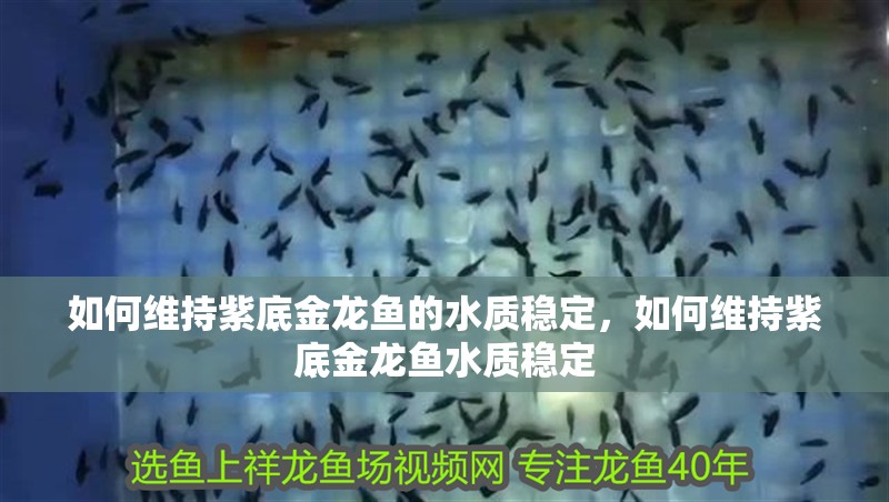 如何維持紫底金龍魚的水質穩定，如何維持紫底金龍魚水質穩定