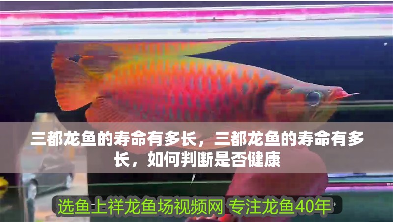 三都龍魚的壽命有多長，三都龍魚的壽命有多長，如何判斷是否健康