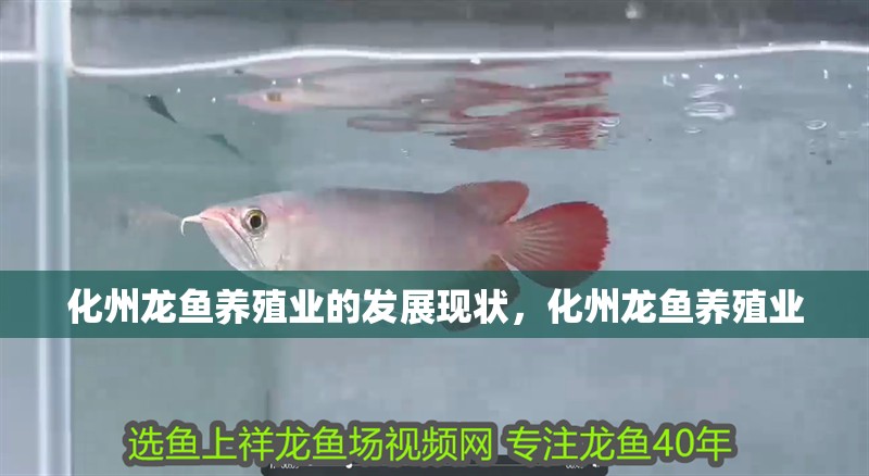 化州龍魚養殖業的發展現狀，化州龍魚養殖業