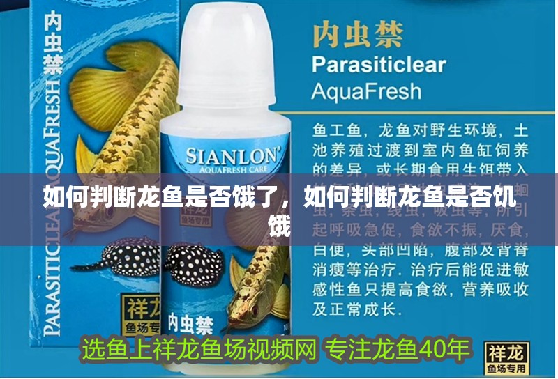如何判斷龍魚是否餓了，如何判斷龍魚是否饑餓