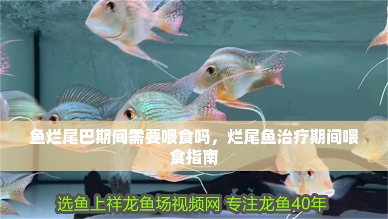 魚爛尾巴期間需要喂食嗎，爛尾魚治療期間喂食指南