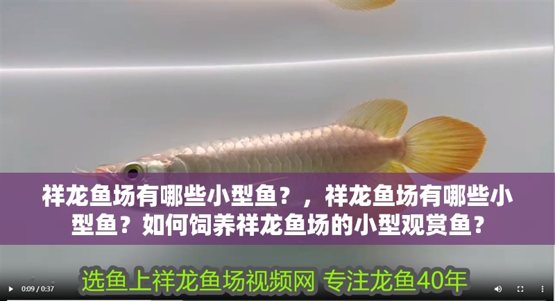 祥龍魚場有哪些小型魚？，祥龍魚場有哪些小型魚？如何飼養祥龍魚場的小型觀賞魚？