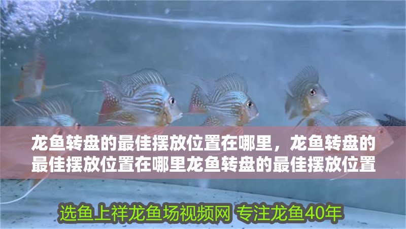 龍魚轉盤的最佳擺放位置在哪里，龍魚轉盤的最佳擺放位置在哪里龍魚轉盤的最佳擺放位置在哪里