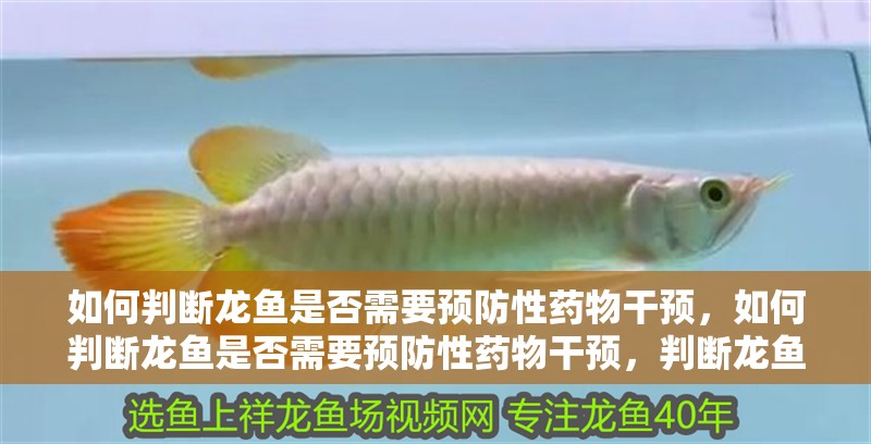 如何判斷龍魚是否需要預防性藥物干預，如何判斷龍魚是否需要預防性藥物干預，判斷龍魚是否需要預防性藥物干預