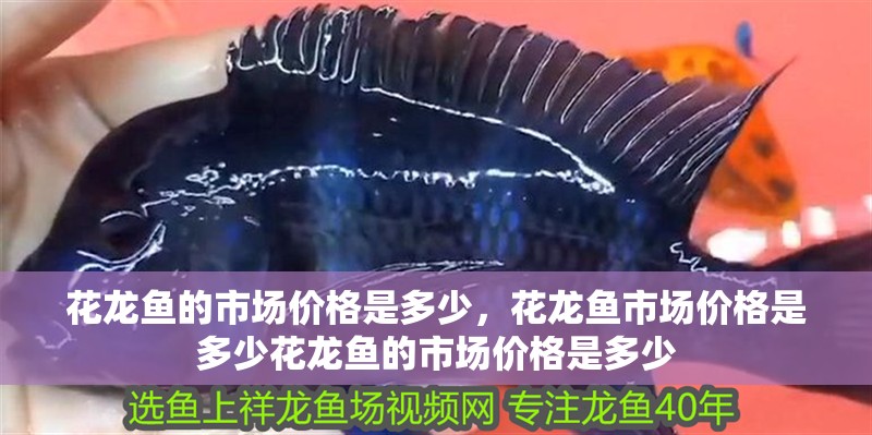 花龍魚的市場價(jià)格是多少，花龍魚市場價(jià)格是多少花龍魚的市場價(jià)格是多少