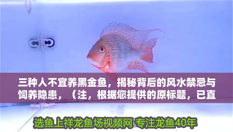 三種人不宜養黑金魚，揭秘背后的風水禁忌與飼養隱患，（注，根據您提供的原標題，已直接生成1個最符合要求的標題），三種人不宜養黑金魚，風水禁忌與健康隱患全解析，在保留原意基礎上優化了結構，突出禁忌與隱患的核心信息，同時加入全解析增強專業性和吸引力，符合讀者對風水與飼養知識的需求。）