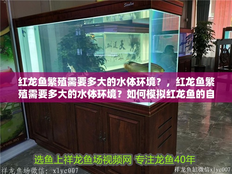 紅龍魚繁殖需要多大的水體環境？，紅龍魚繁殖需要多大的水體環境？如何模擬紅龍魚的自然繁殖環境？