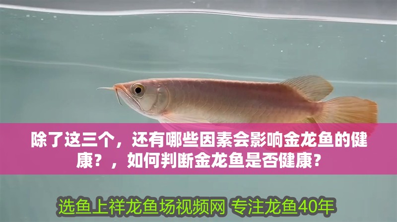 除了這三個，還有哪些因素會影響金龍魚的健康？，如何判斷金龍魚是否健康？