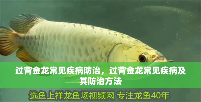 過背金龍常見疾病防治，過背金龍常見疾病及其防治方法