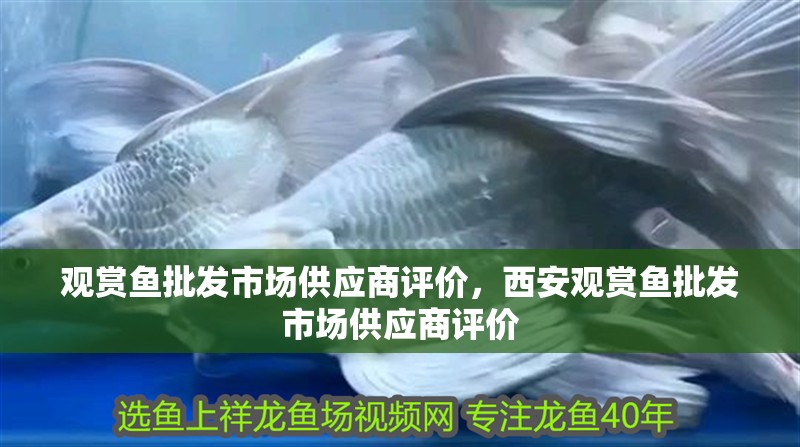 觀賞魚(yú)批發(fā)市場(chǎng)供應(yīng)商評(píng)價(jià)，西安觀賞魚(yú)批發(fā)市場(chǎng)供應(yīng)商評(píng)價(jià)
