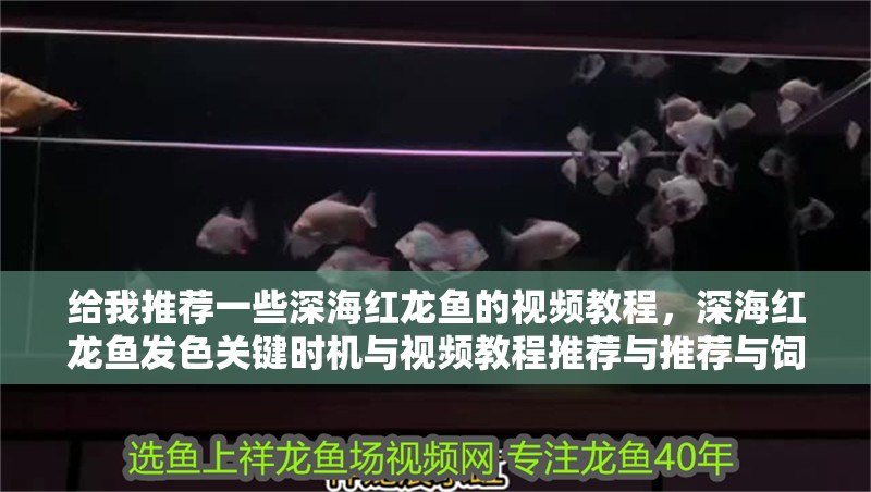 給我推薦一些深海紅龍魚的視頻教程,深海紅龍魚發(fā)色關(guān)鍵時(shí)機(jī)與視頻教程推薦與推薦與飼養(yǎng)詳解