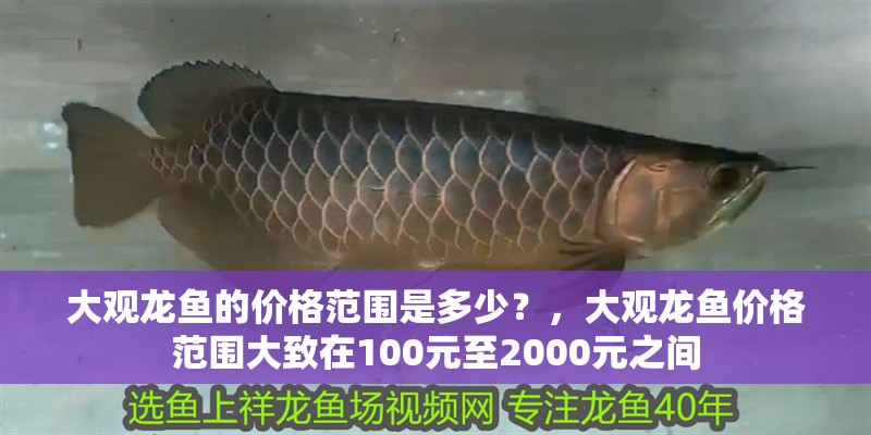 大觀龍魚的價格范圍是多少?,大觀龍魚價格范圍大致在100元至2000元之間