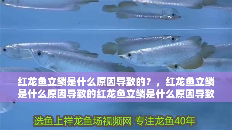 紅龍魚立鱗是什么原因導致的？，紅龍魚立鱗是什么原因導致的紅龍魚立鱗是什么原因導致的