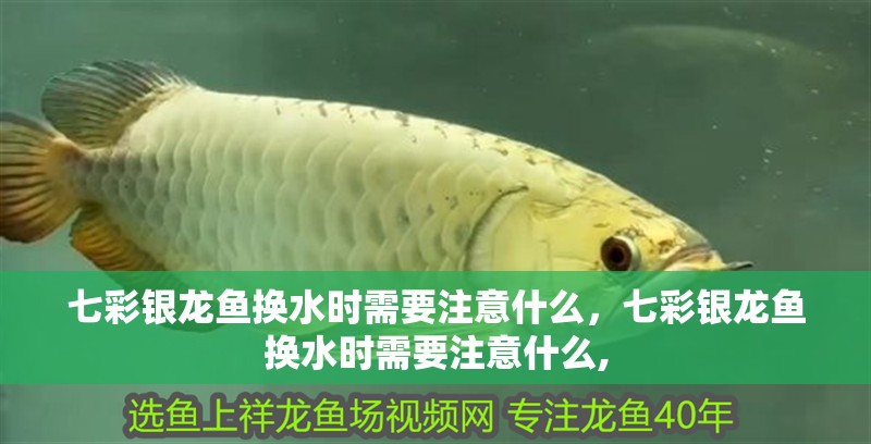 七彩銀龍魚換水時需要注意什么，七彩銀龍魚換水時需要注意什么,