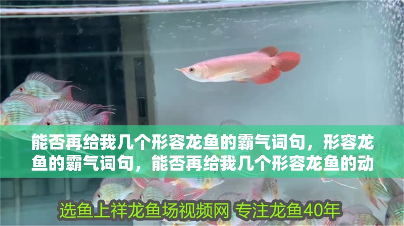 能否再給我幾個形容龍魚的霸氣詞句，形容龍魚的霸氣詞句，能否再給我幾個形容龍魚的動態詞句