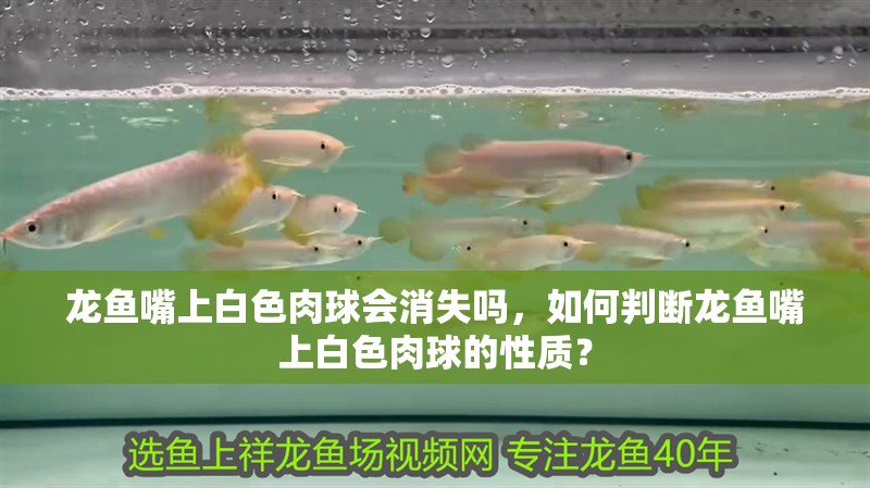 龍魚嘴上白色肉球會(huì)消失嗎，如何判斷龍魚嘴上白色肉球的性質(zhì)？